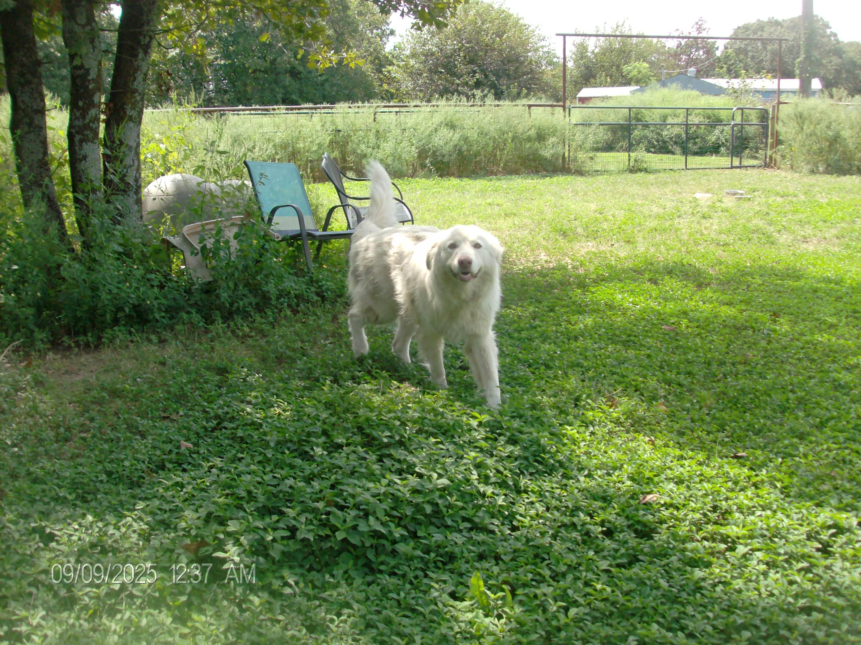BUDDY, an adoptable mixed breed in Kellyville, OK image 2/5