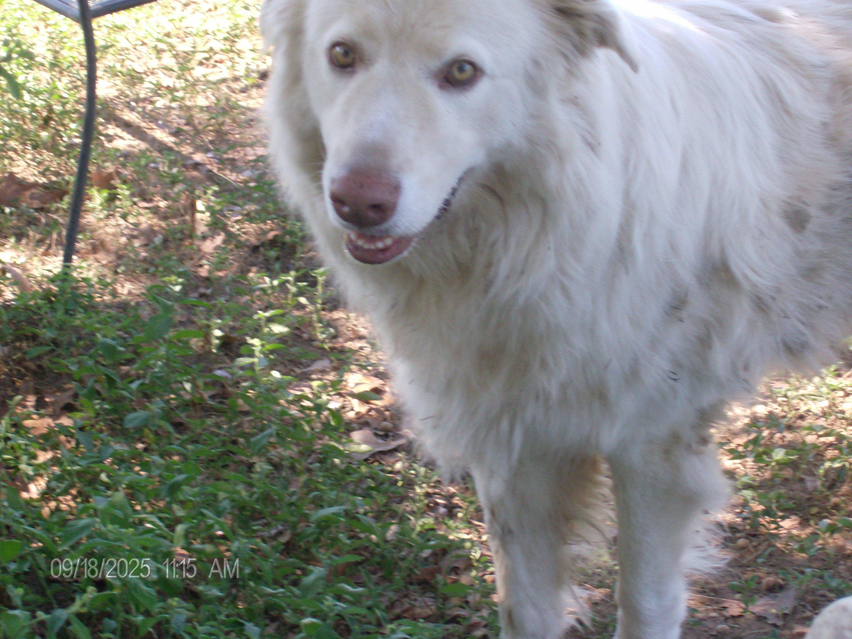 BUDDY, an adoptable mixed breed in Kellyville, OK image 3/5