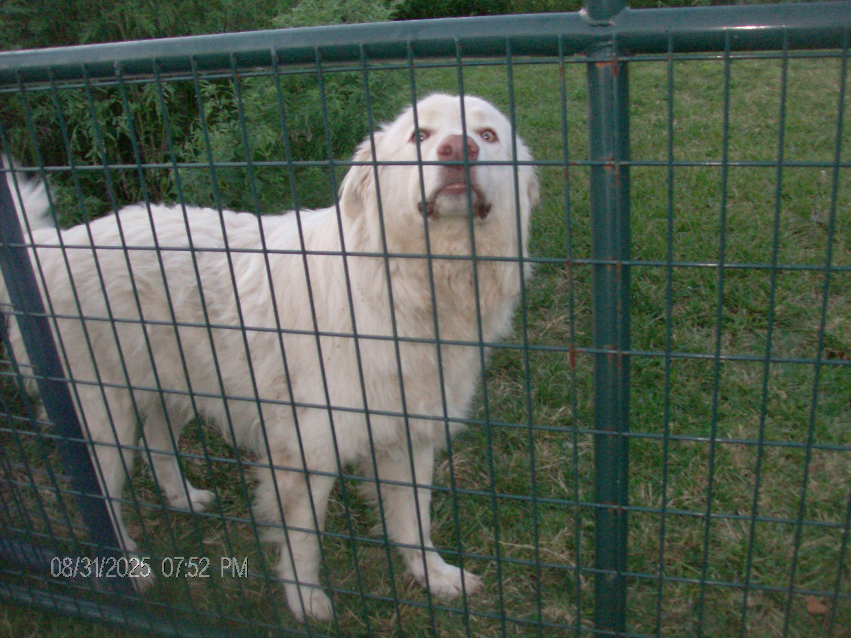 BUDDY, an adoptable mixed breed in Kellyville, OK image 4/5