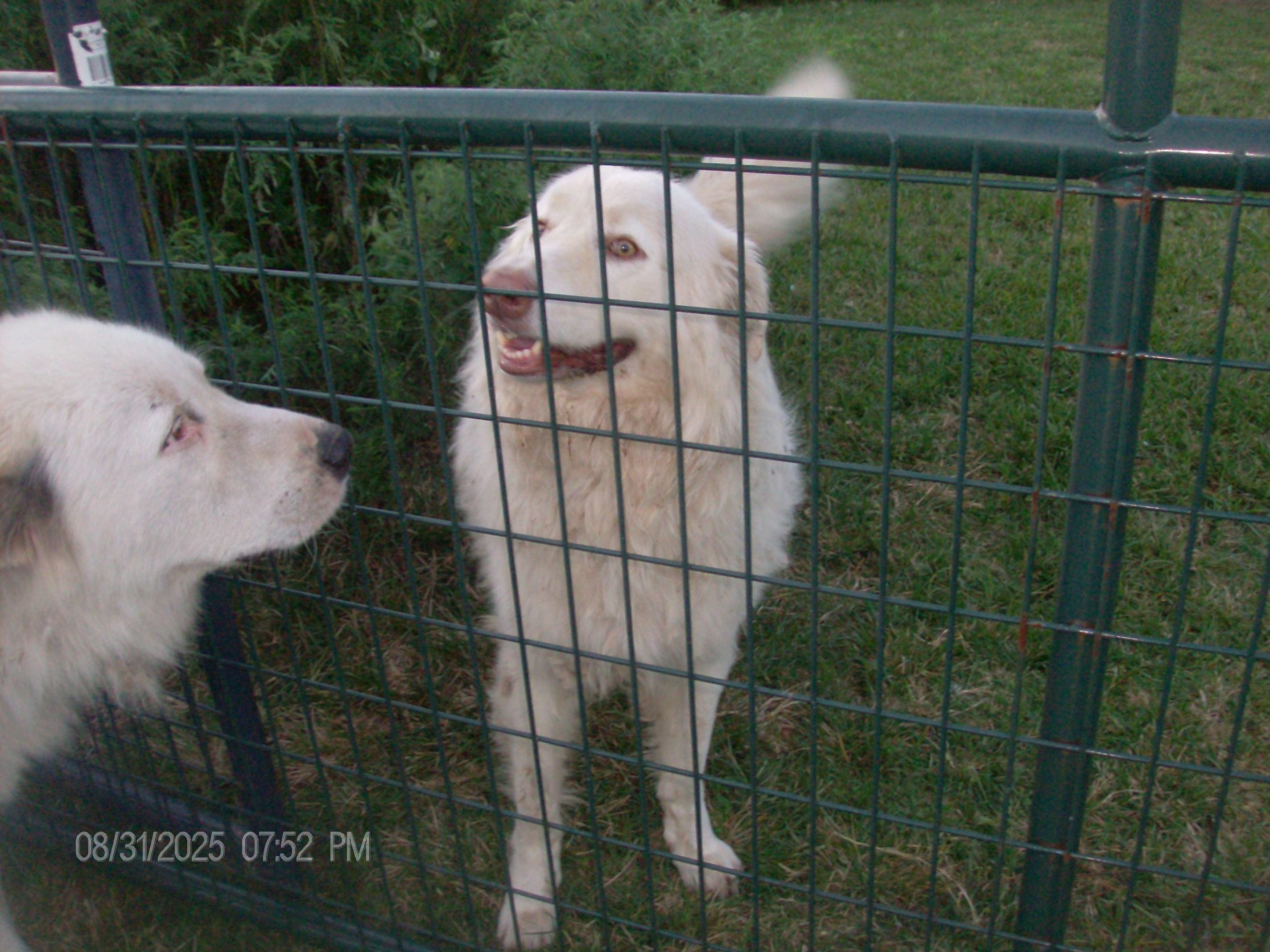 BUDDY, an adoptable mixed breed in Kellyville, OK image 5/5