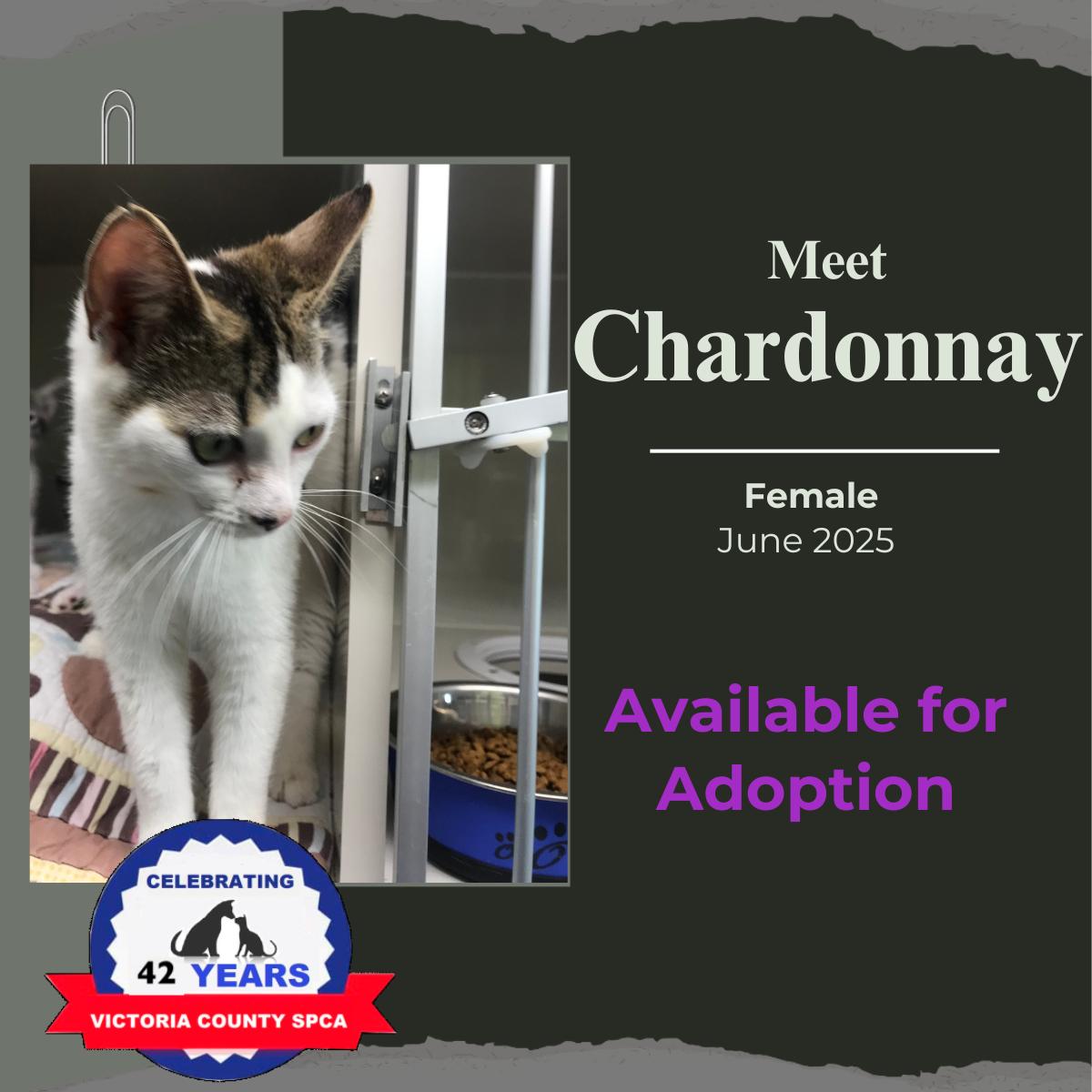 Enlarge Chardonnay, a Adoptable Domestic Short Hair in Arthurette, NB image 1/1
