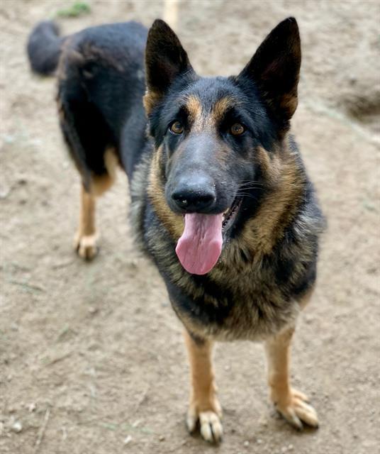 JESSIE, Adoptable, Adult Male German Shepherd Dog.