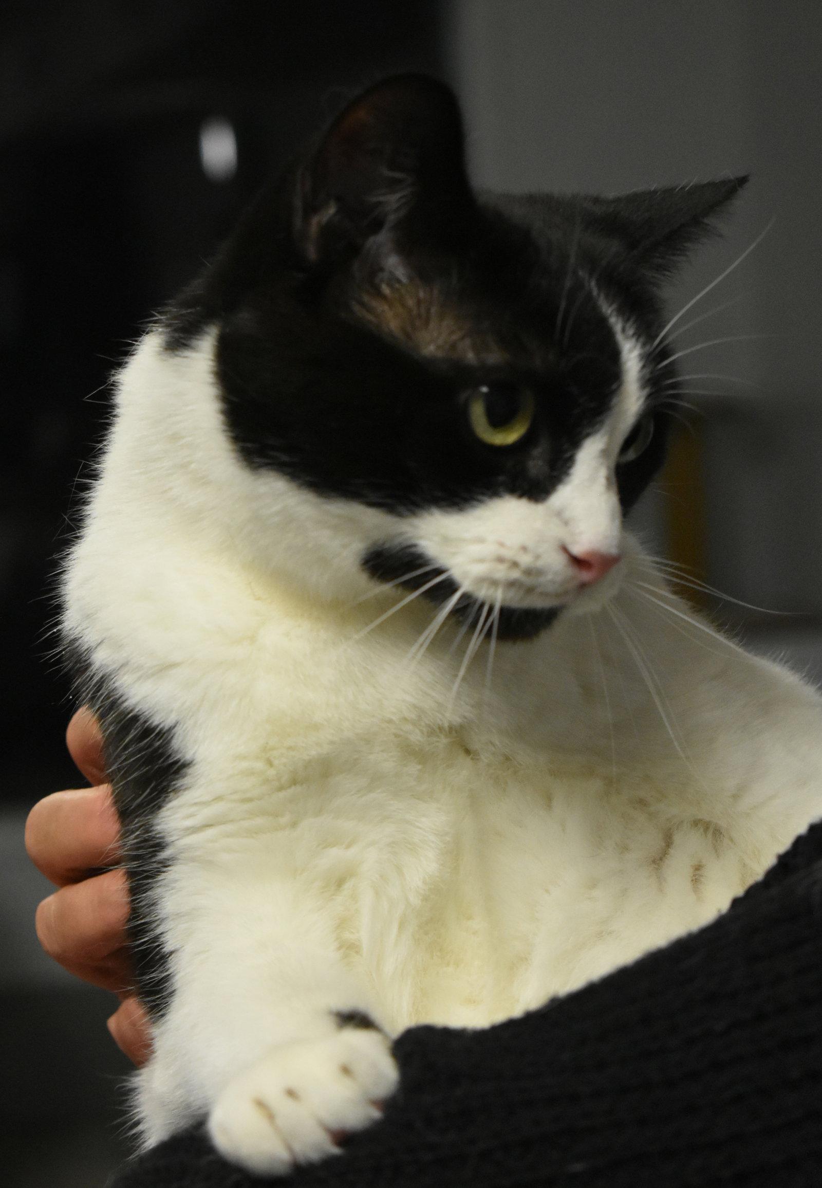 Bugsy, Adoptable, Young Female Domestic Short Hair.