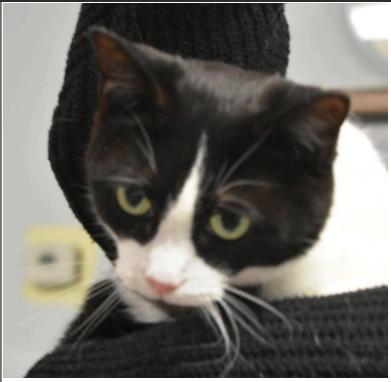 Bugsy, a Adoptable Domestic Short Hair in Greenfield, IN image 2/2