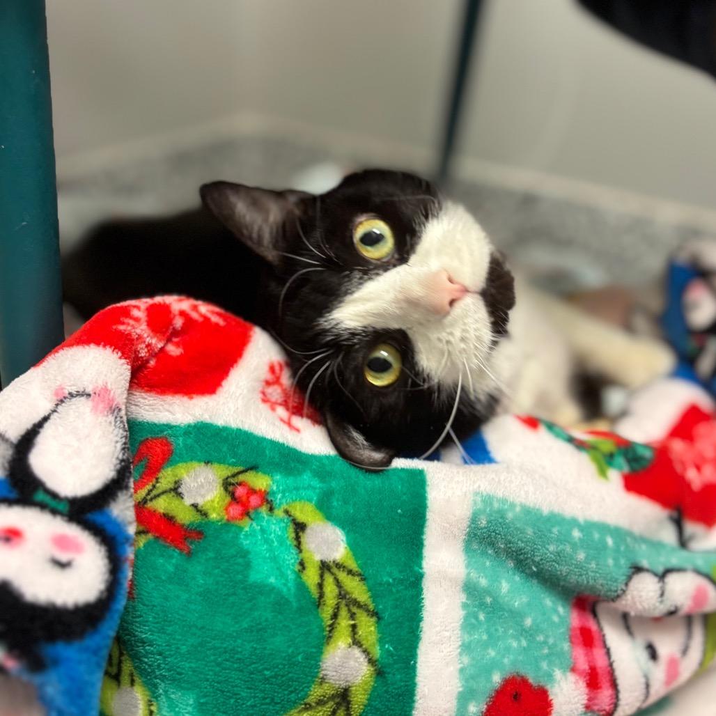 Enlarge Chunky, a Adoptable mixed breed in Brookfield, WI image 1/6