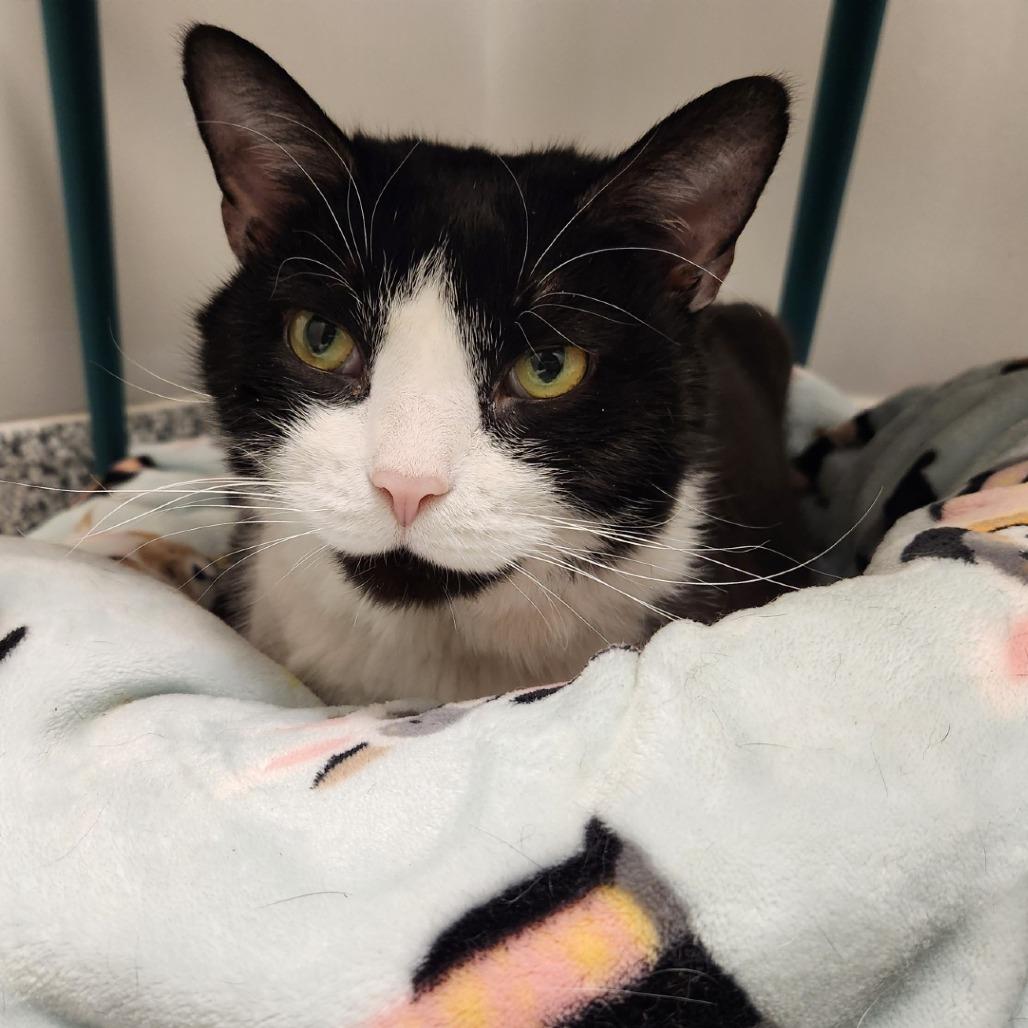 Enlarge Chunky, a Adoptable mixed breed in Brookfield, WI image 2/6