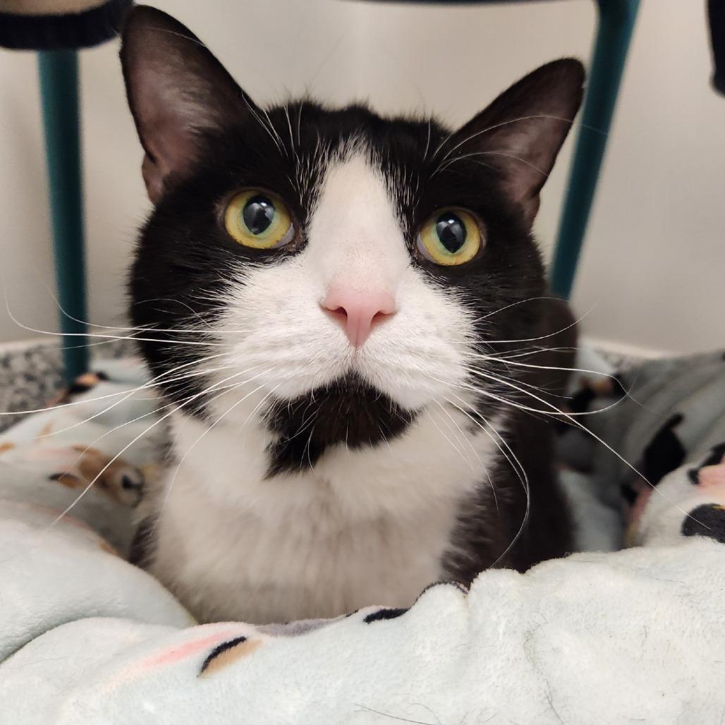 Enlarge Chunky, a Adoptable mixed breed in Brookfield, WI image 3/6