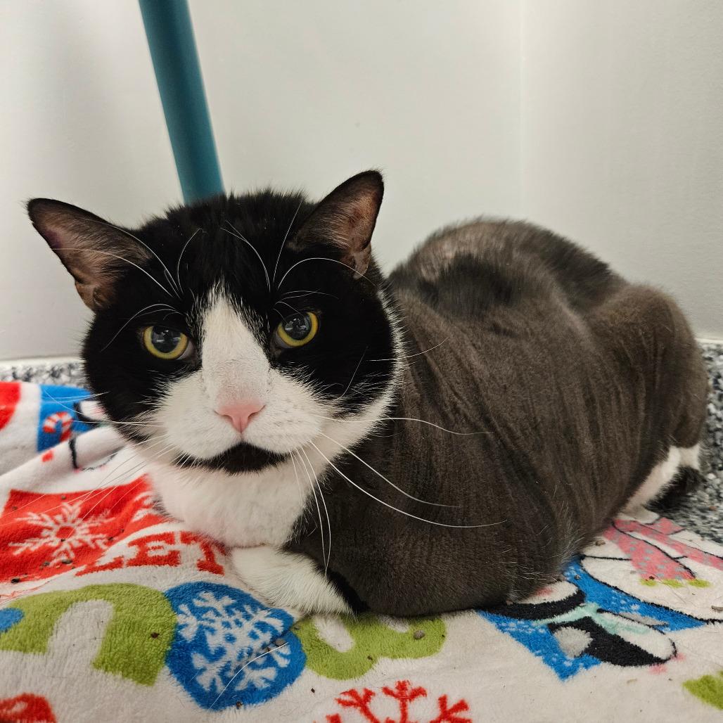 Enlarge Chunky, a Adoptable mixed breed in Brookfield, WI image 4/6