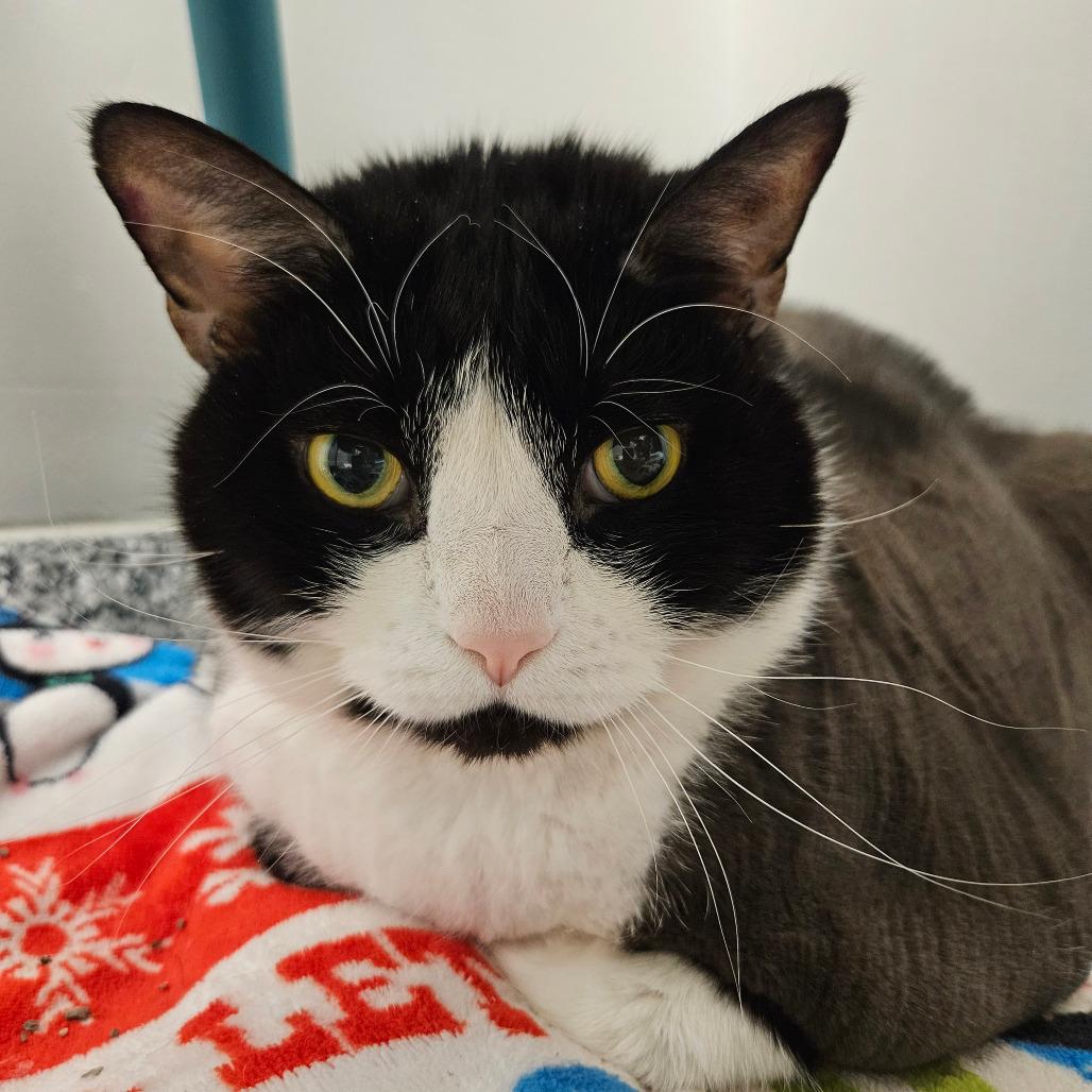 Enlarge Chunky, a Adoptable mixed breed in Brookfield, WI image 5/6