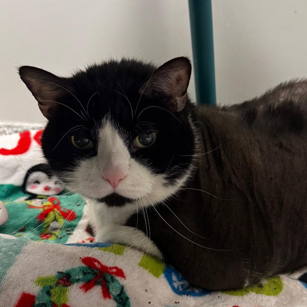 Enlarge Chunky, a Adoptable mixed breed in Brookfield, WI image 6/6