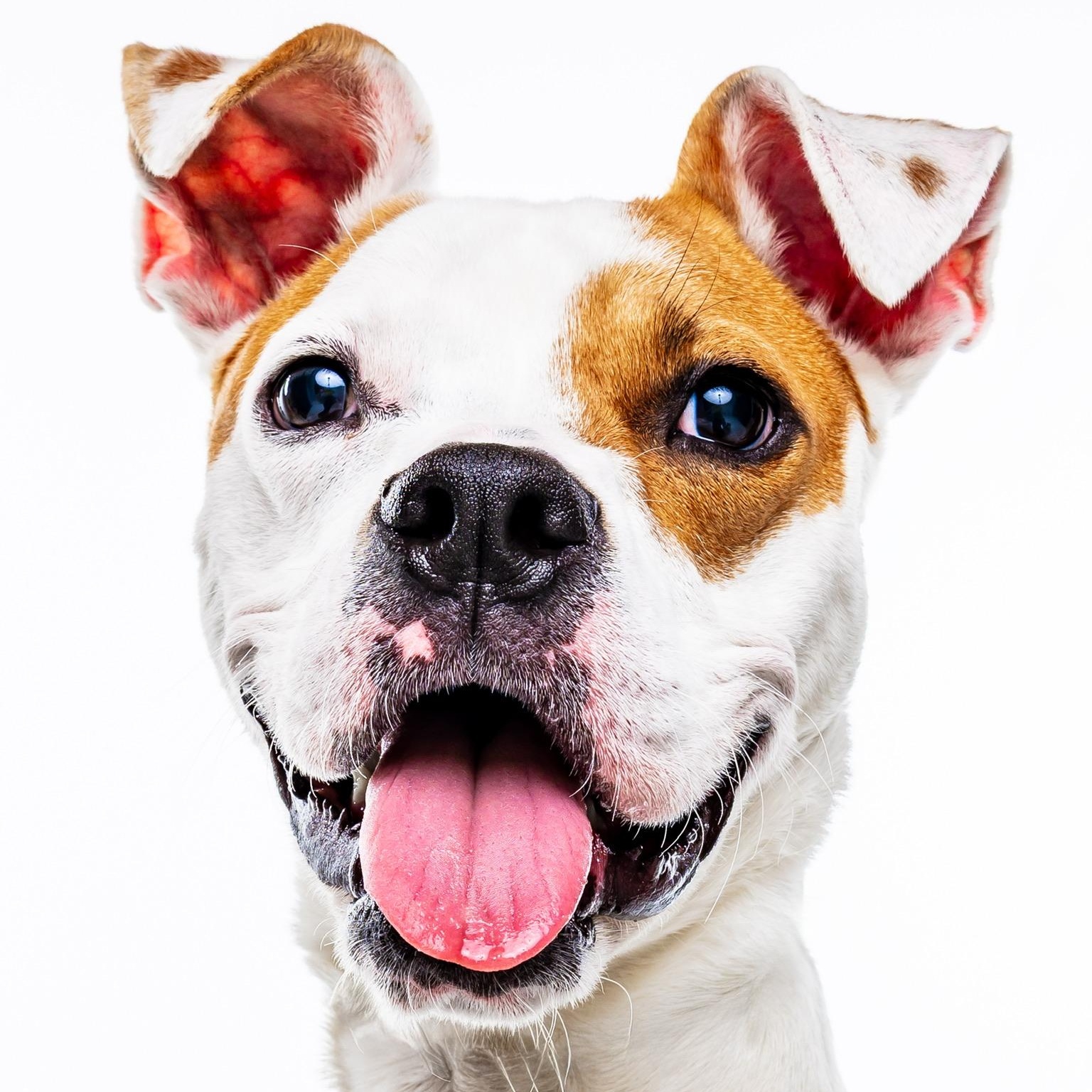 Cashew, Adoptable, Young Male Boxer & American Staffordshire Terrier.
