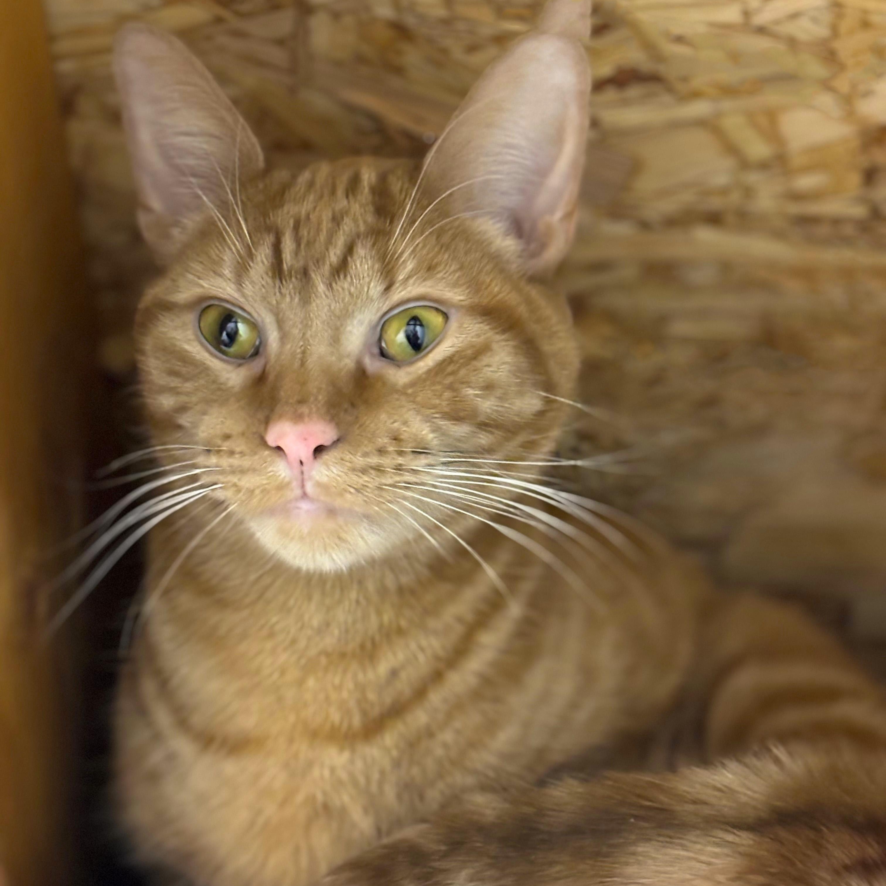 Enlarge Kiernan, a ADOPTABLE American Shorthair in Highland Park, NJ image 2/4