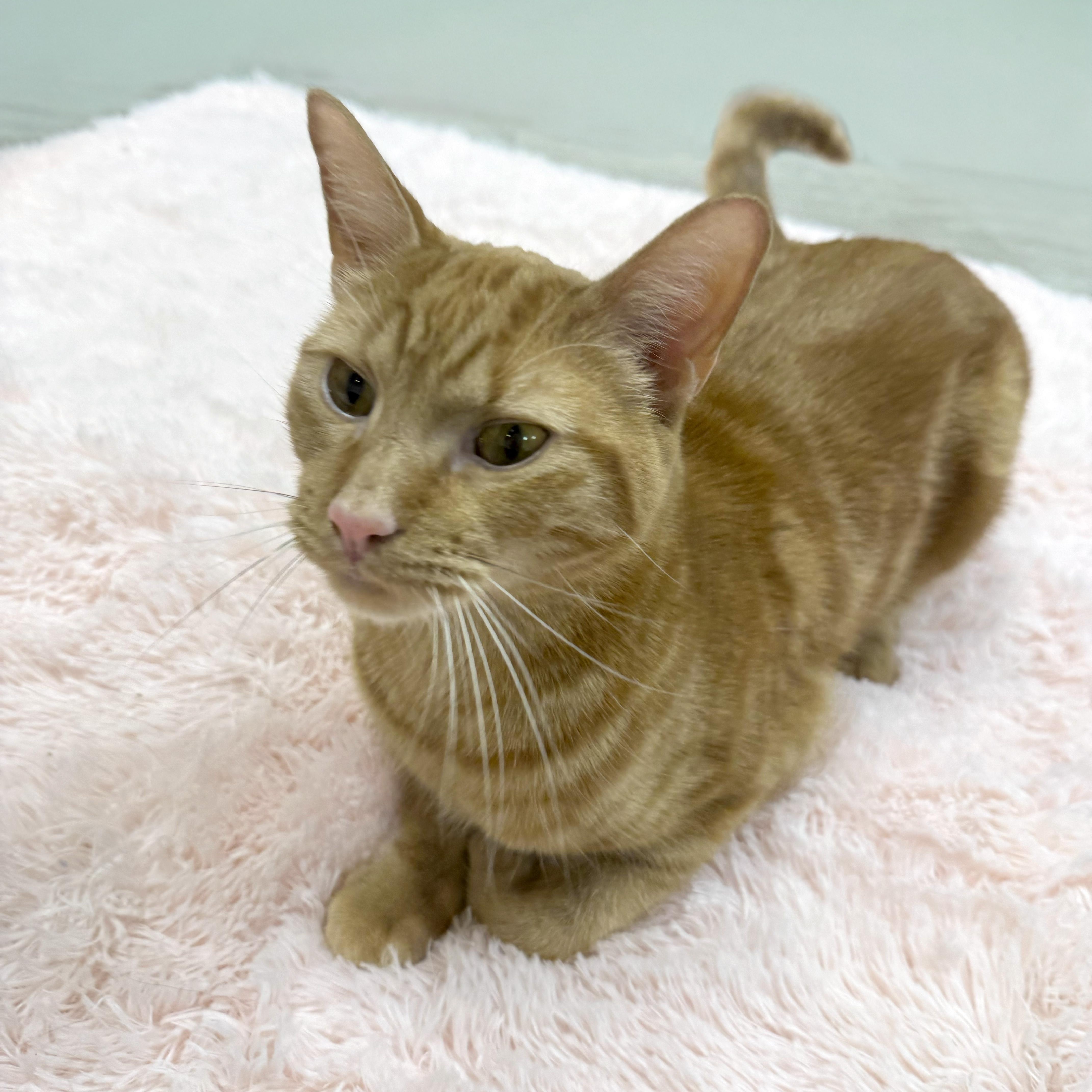 Enlarge Kiernan, a ADOPTABLE American Shorthair in Highland Park, NJ image 3/4