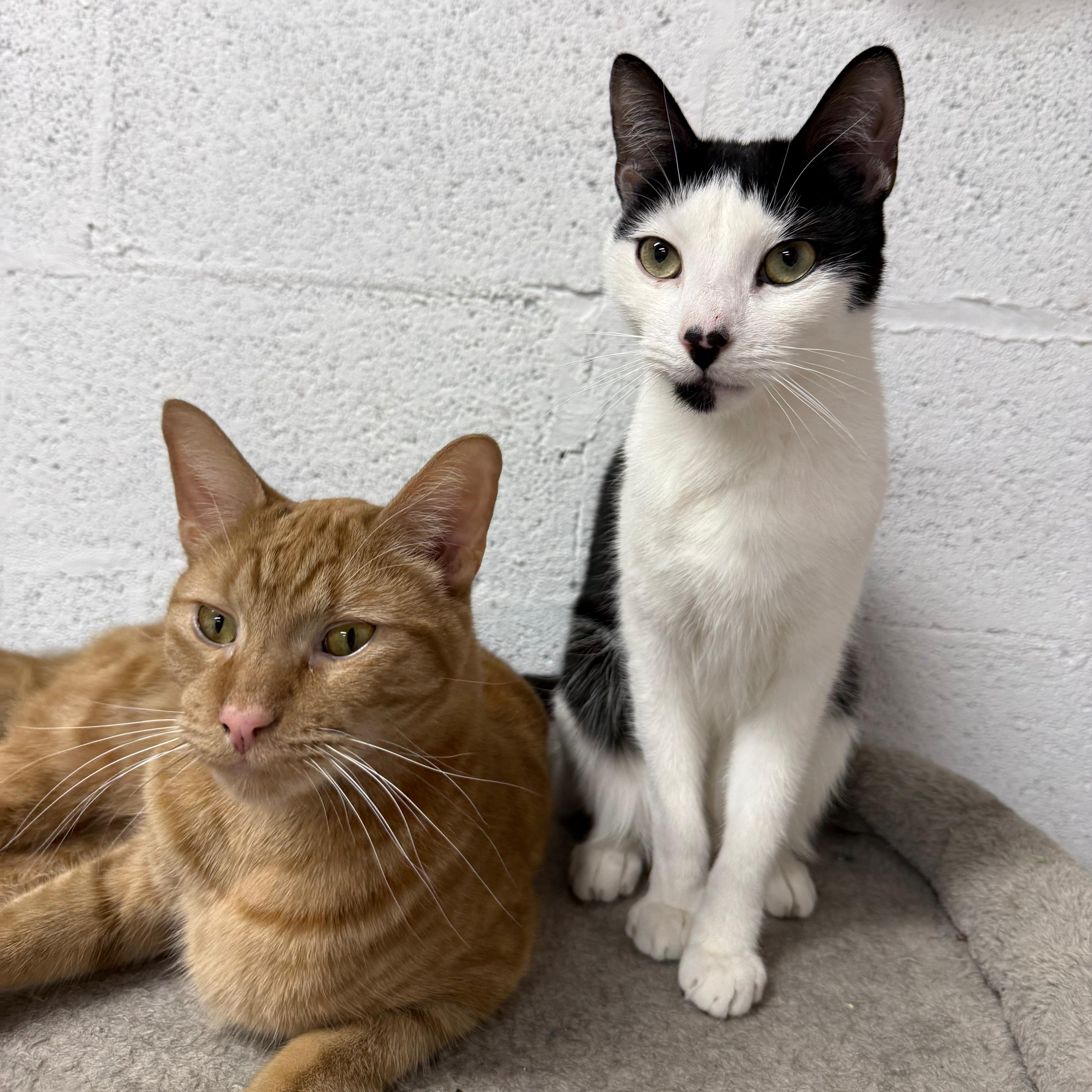 Enlarge Kiernan, a ADOPTABLE American Shorthair in Highland Park, NJ image 4/4