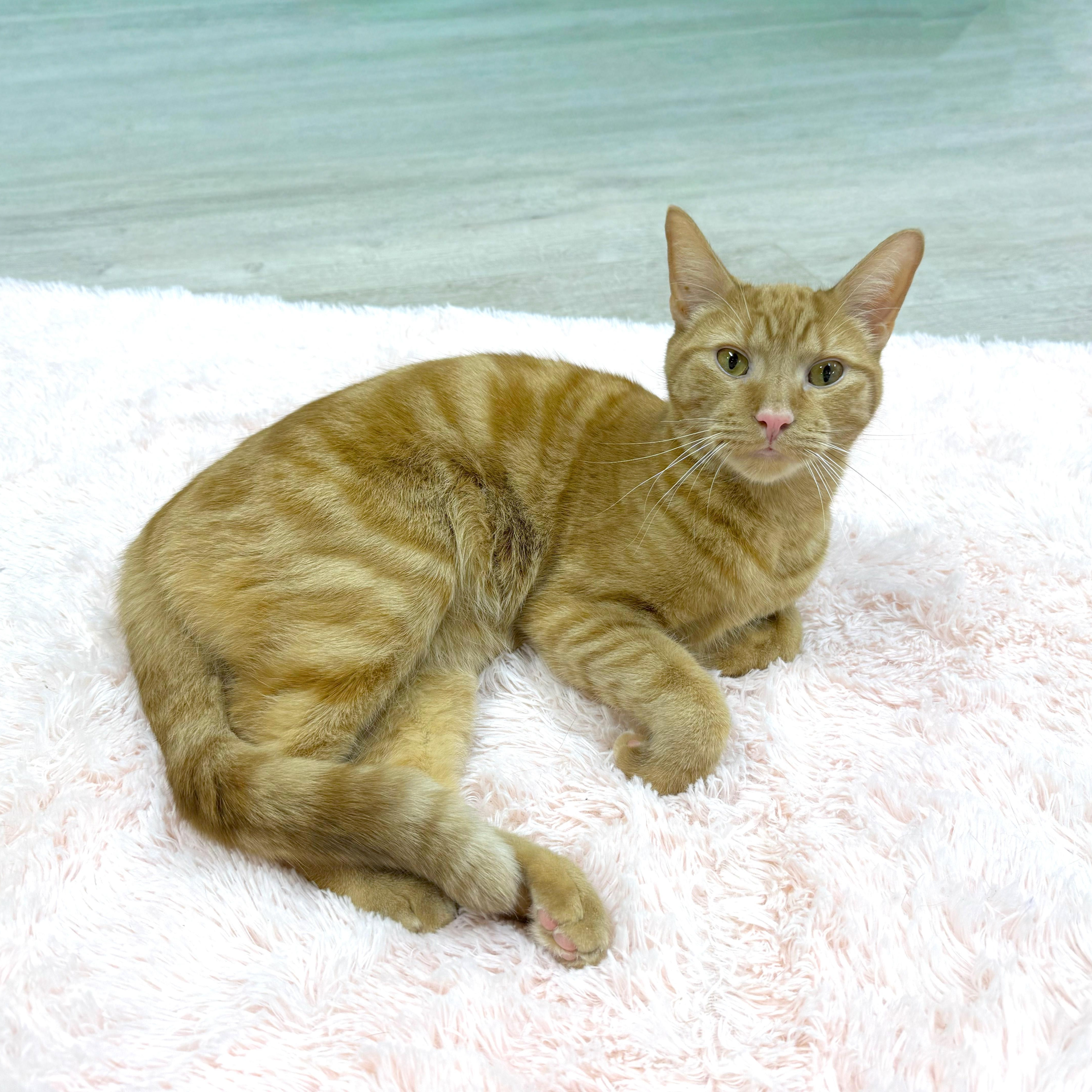 Kiernan, ADOPTABLE, Young Male American Shorthair.