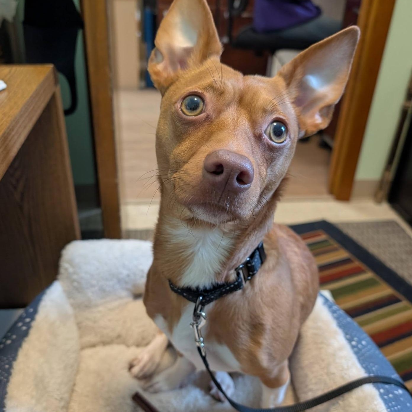 Milo, Adoptable, Adult Male Chihuahua & Rat Terrier.