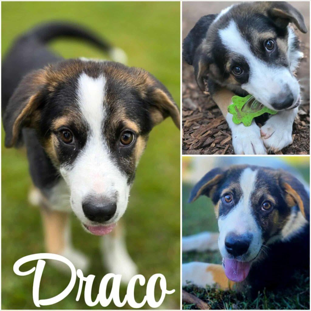 Draco