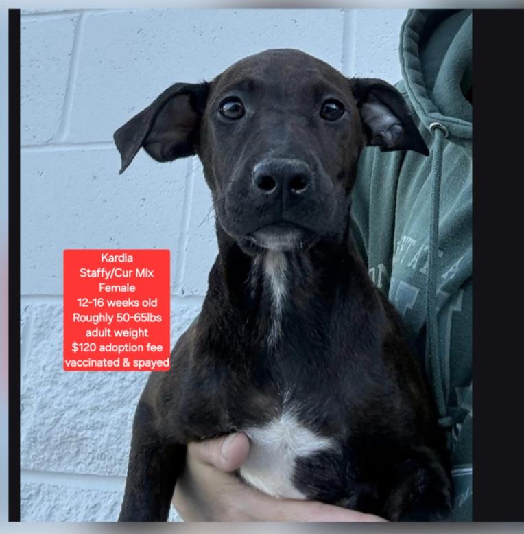 Enlarge Kardia, a ADOPTABLE mixed breed in Oviedo, FL image 1/1