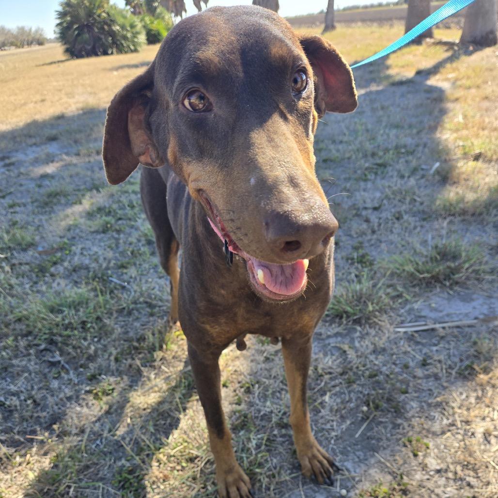 Lady, Adoptable, Adult Female Doberman Pinscher.