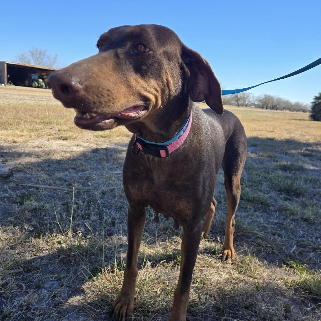 Enlarge Lady, a Adoptable Doberman Pinscher in Harlingen, TX image 2/3