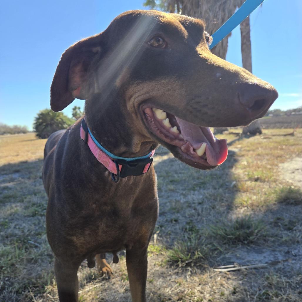 Enlarge Lady, a Adoptable Doberman Pinscher in Harlingen, TX image 3/3