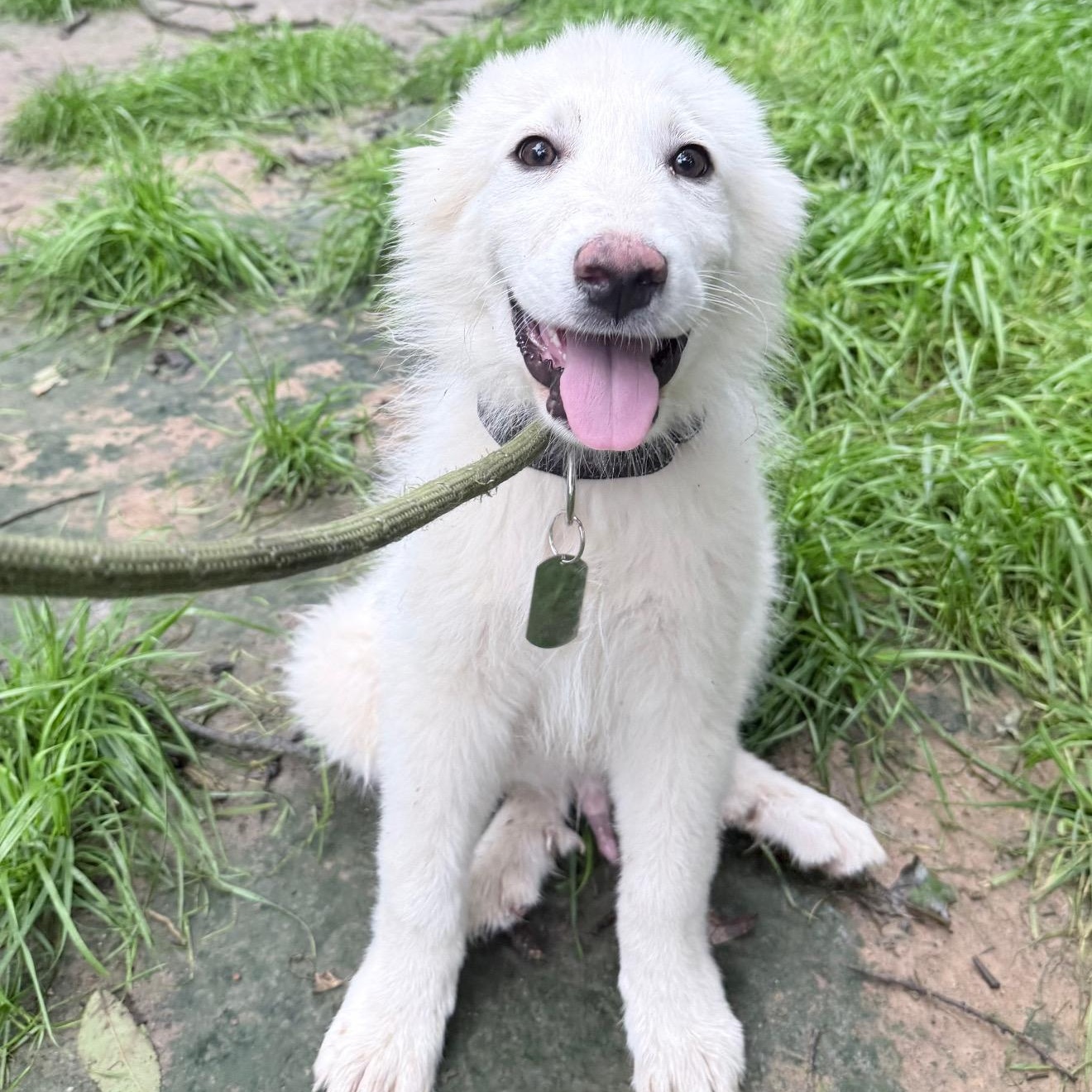 Cirrus, adopted, Puppy Male Great Pyrenees.