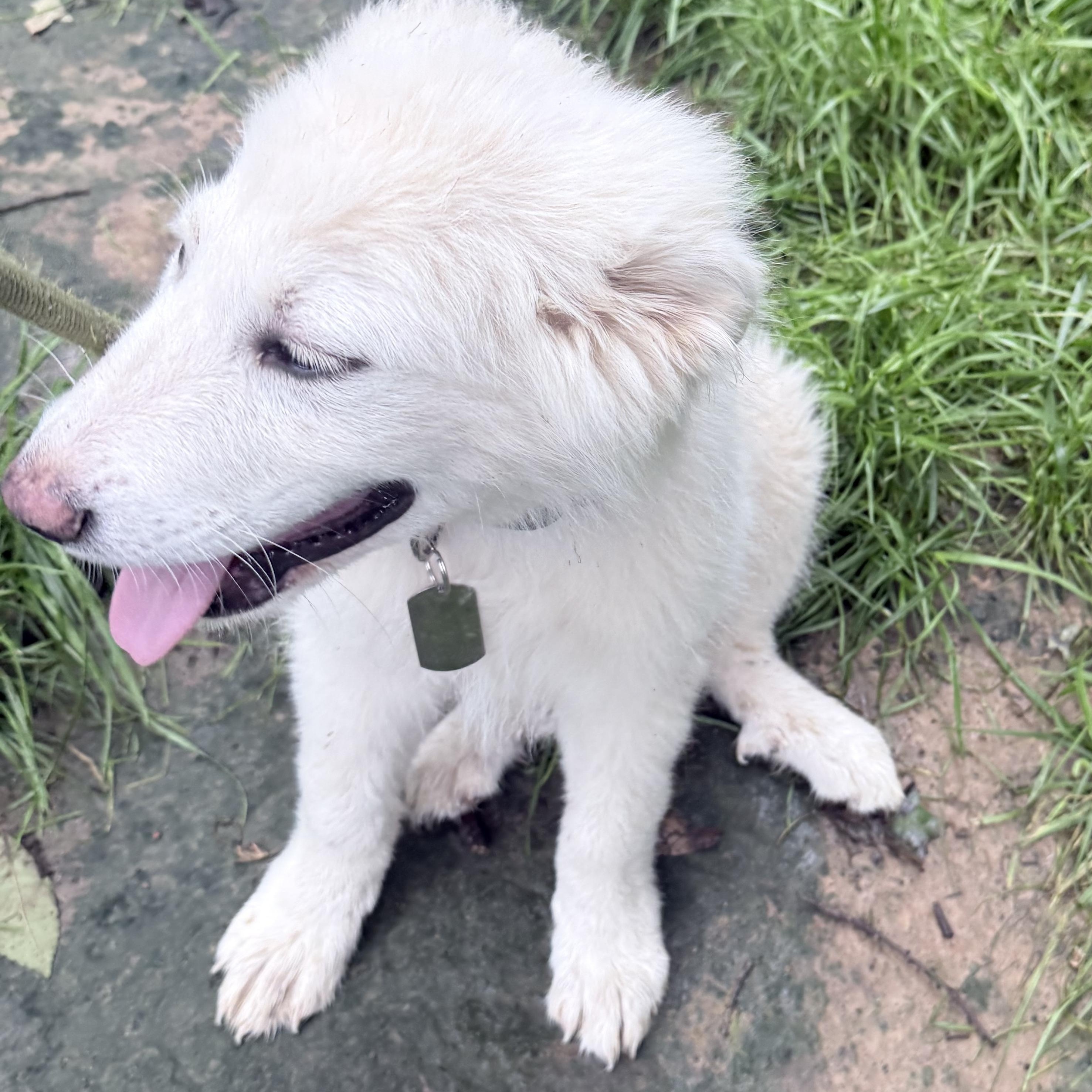 Cirrus, an adopted Great Pyrenees in Chicago, IL image 6/6