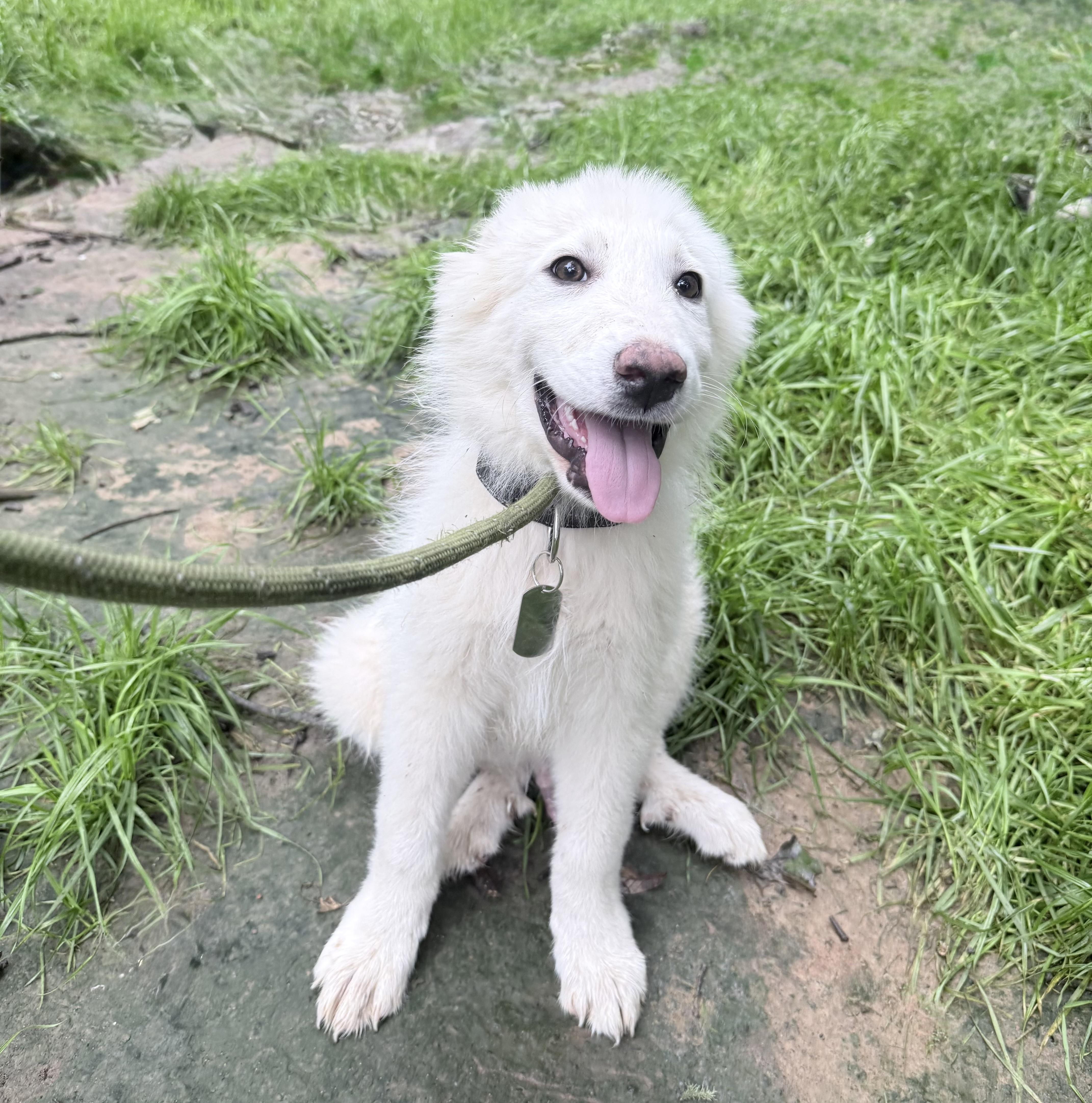 Cirrus, an adopted Great Pyrenees in Chicago, IL image 2/6