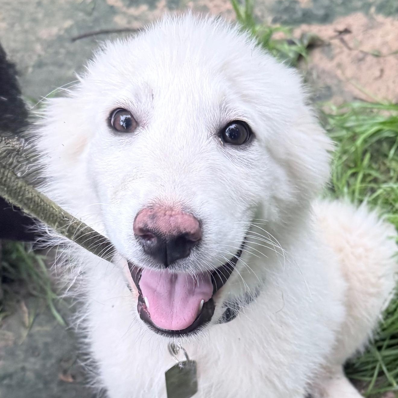 Cirrus, an adopted Great Pyrenees in Chicago, IL image 3/6