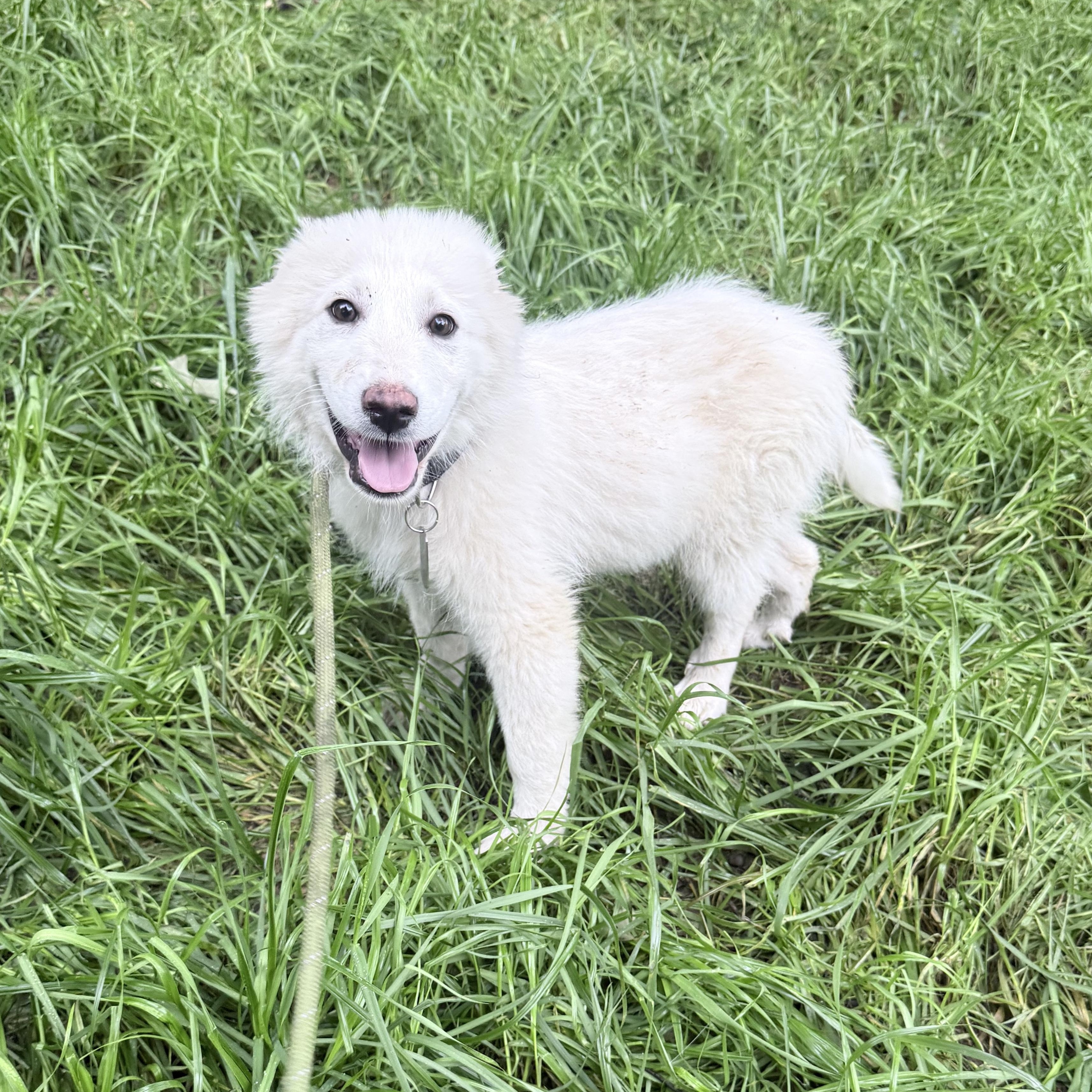 Cirrus, an adopted Great Pyrenees in Chicago, IL image 4/6