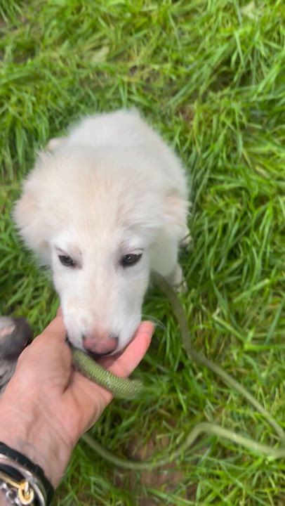 Enlarge Cirrus, an adopted Great Pyrenees in Chicago, IL video 5/6