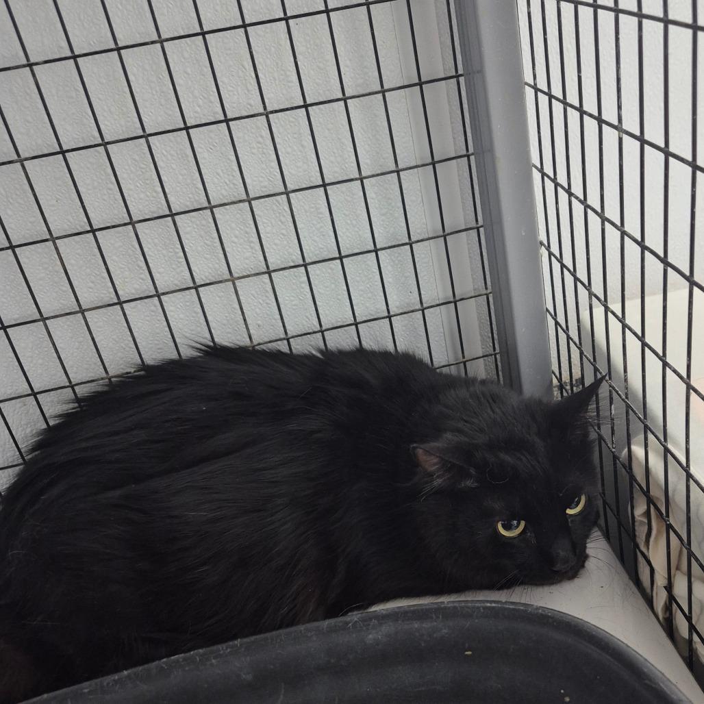 Bastet, Adoptable, Adult Female Domestic Long Hair.