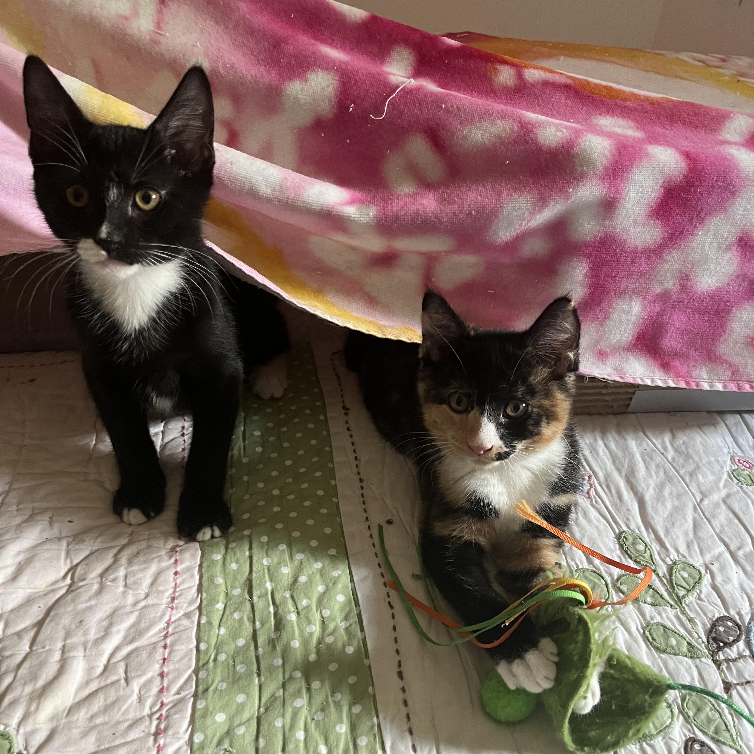 Jitterbug, an adopted Domestic Short Hair in Duluth, GA image 6/6