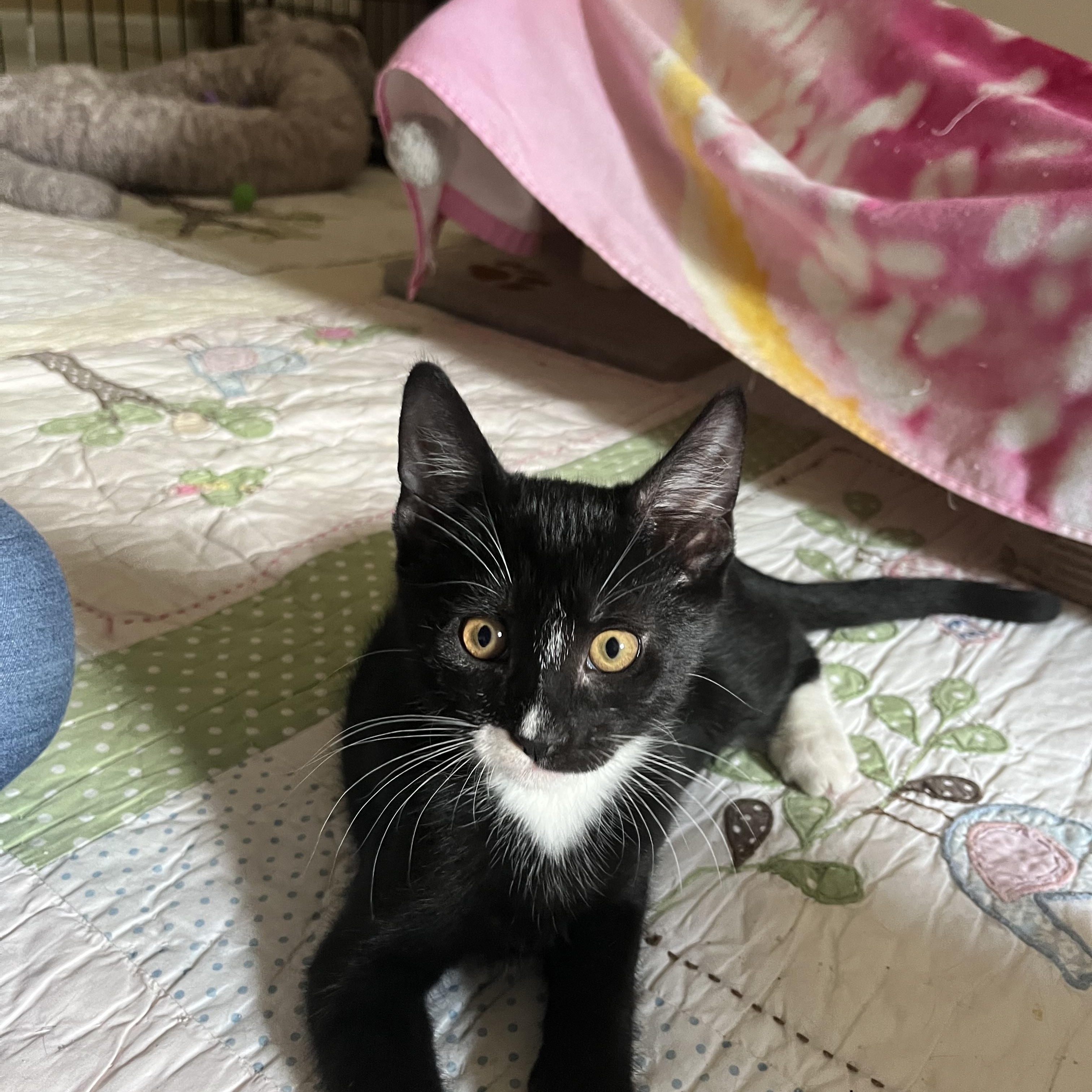 Jitterbug, adopted, Kitten Male Domestic Short Hair.