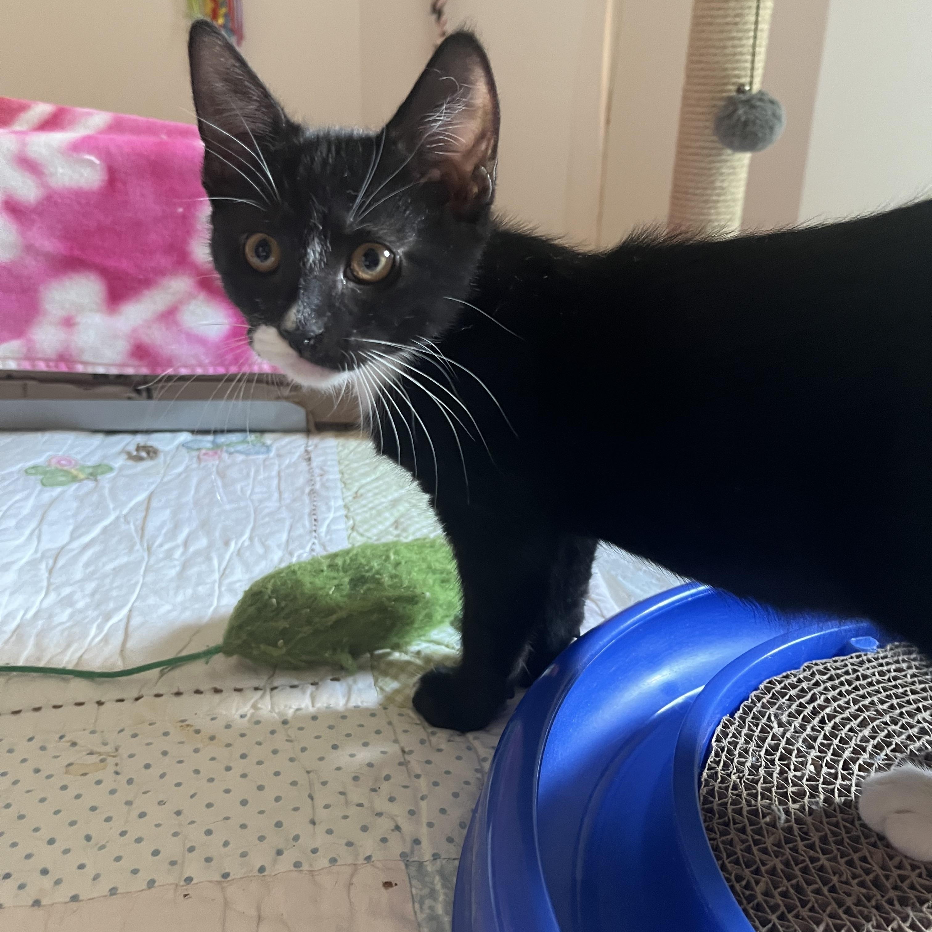 Jitterbug, an adopted Domestic Short Hair in Duluth, GA image 4/6