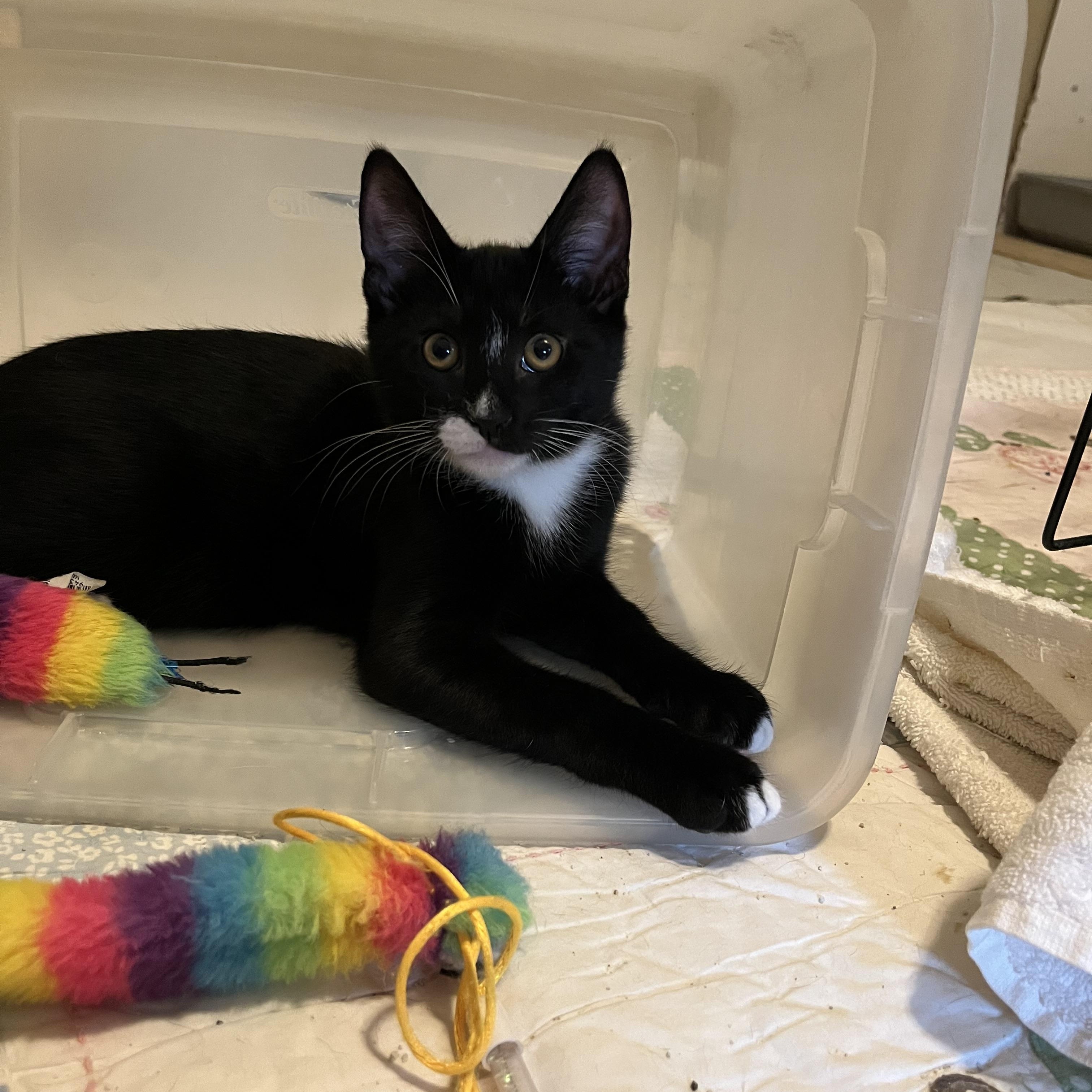 Jitterbug, an adopted Domestic Short Hair in Duluth, GA image 2/6