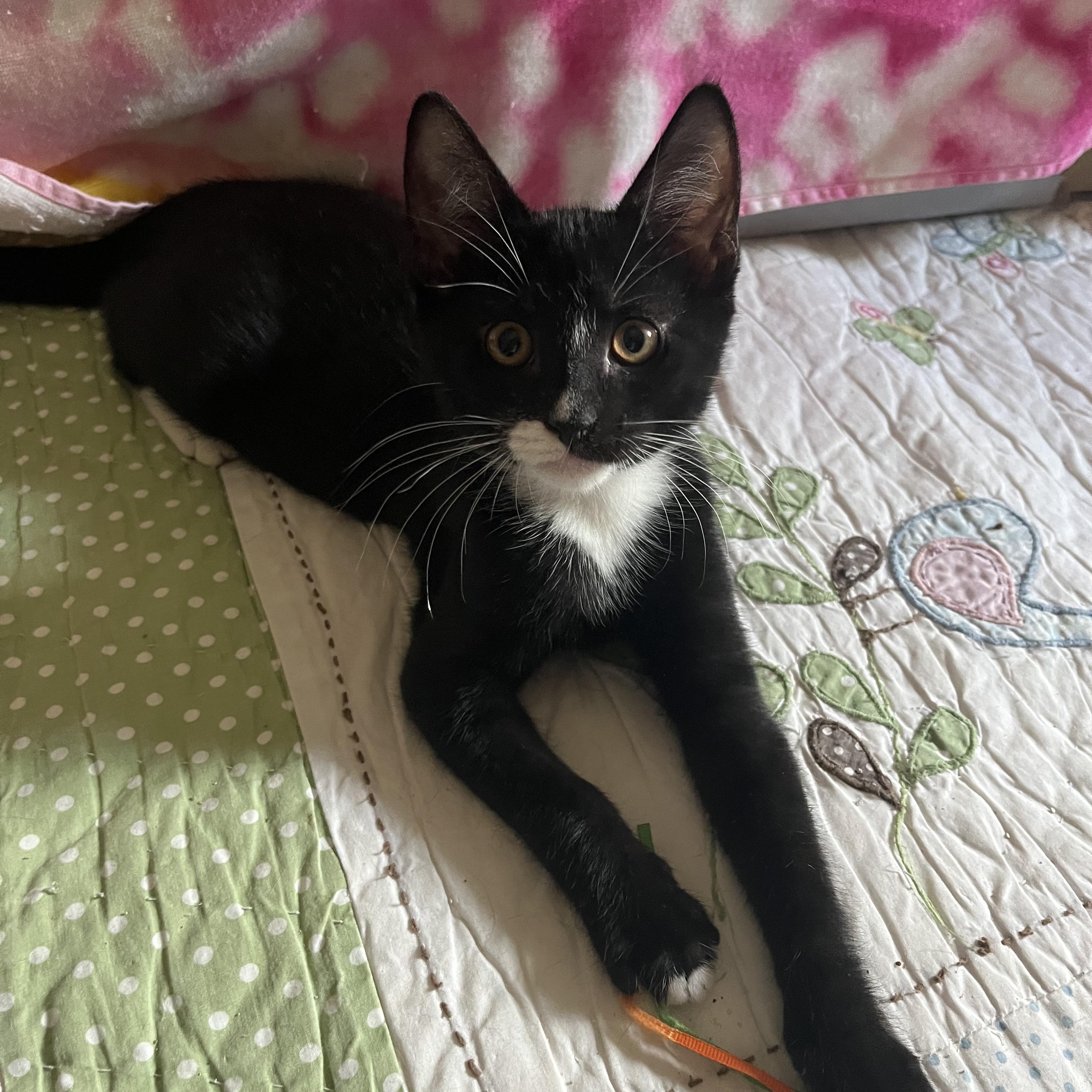 Jitterbug, an adopted Domestic Short Hair in Duluth, GA image 3/6