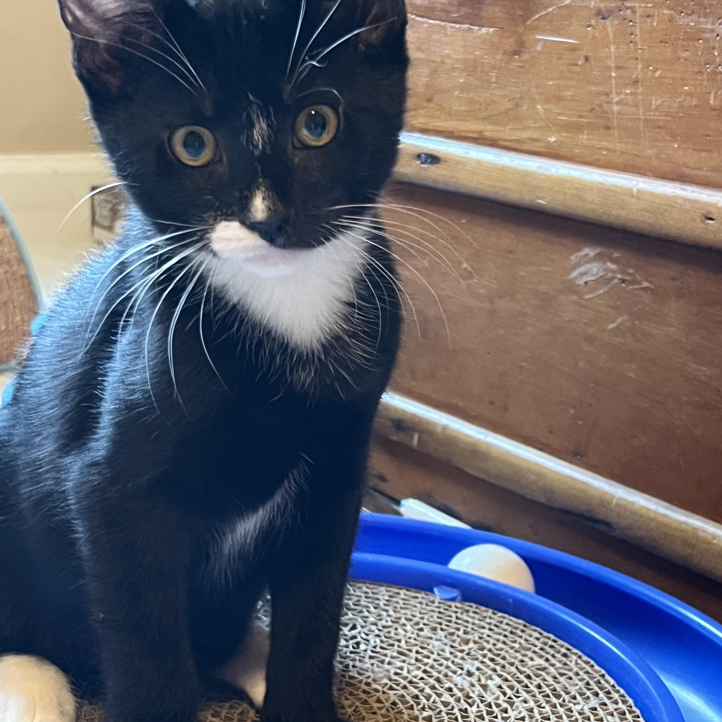 Jitterbug, an adopted Domestic Short Hair in Duluth, GA image 5/6