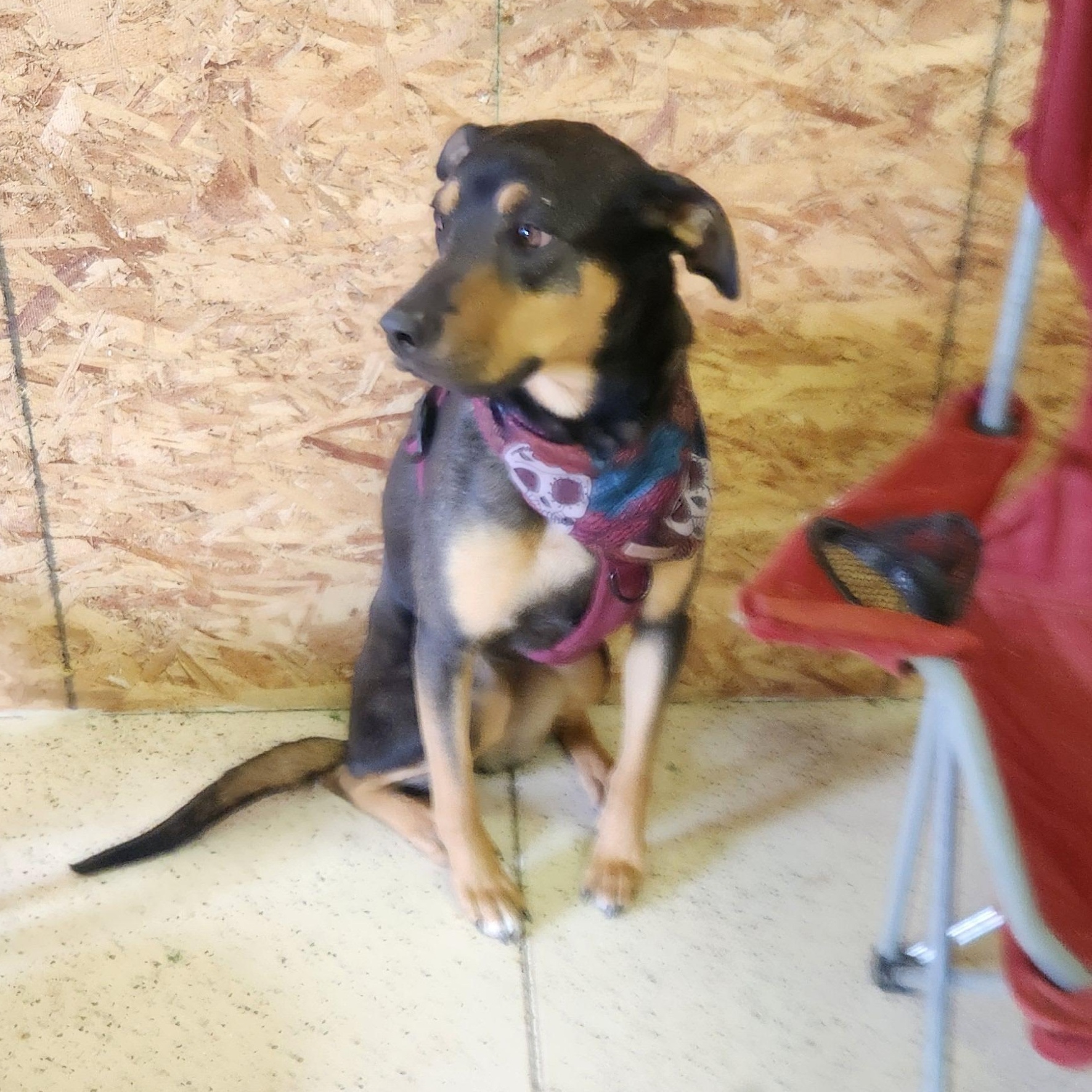 Birdie, Adoptable, Adult Female Shepherd.