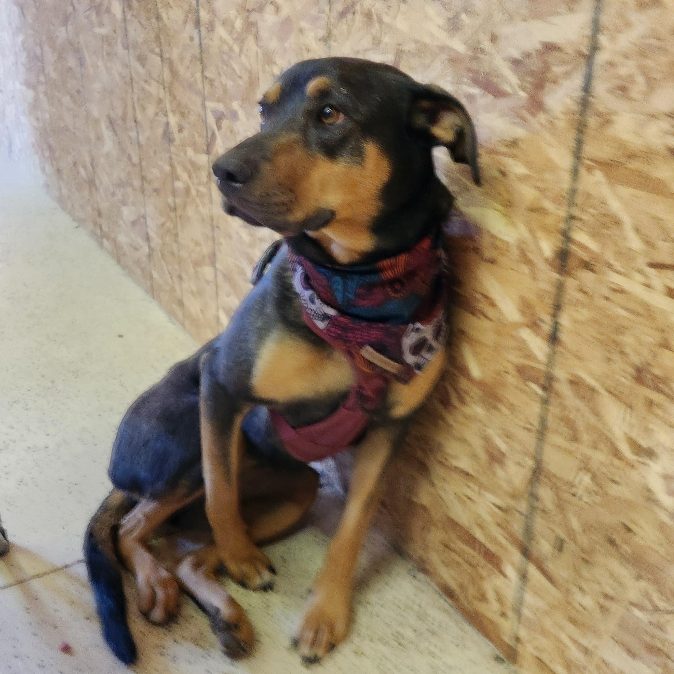 Birdie, a Adoptable mixed breed in Pagosa Springs, CO image 2/2