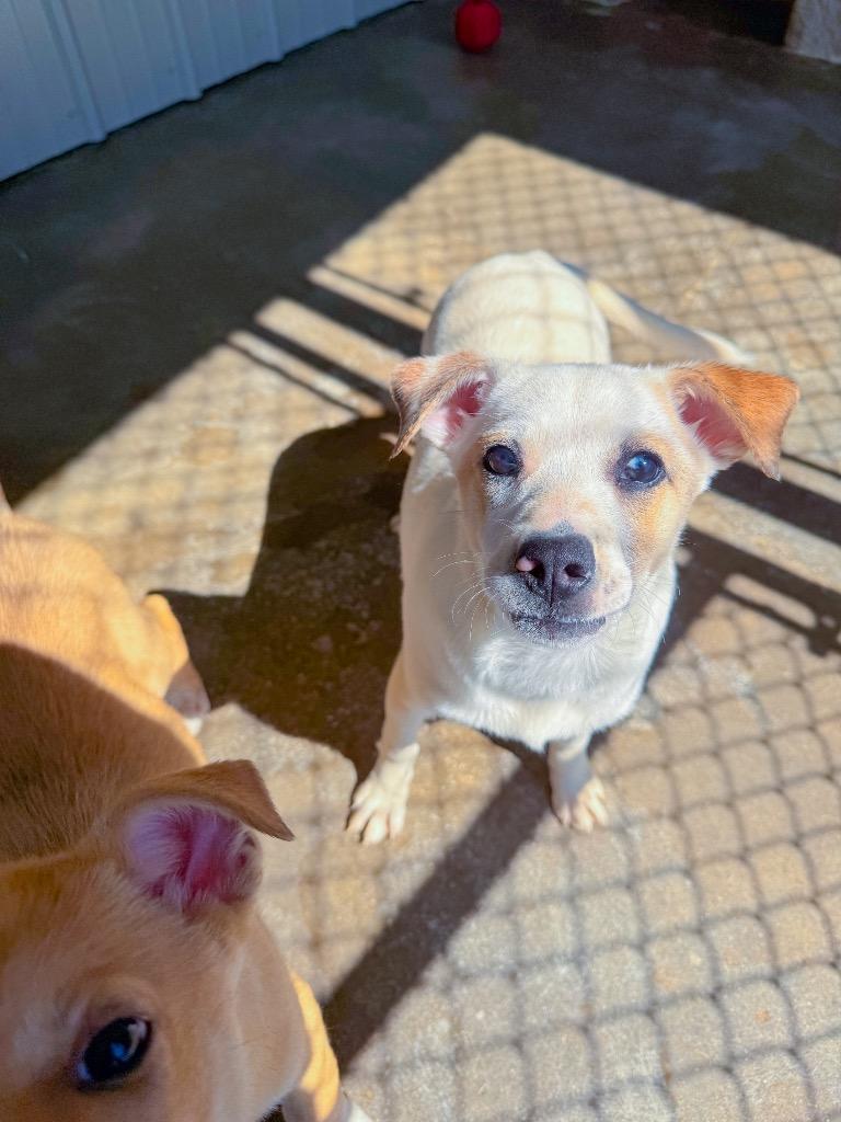 Texie, Adoptable, Puppy Female Australian Shepherd.