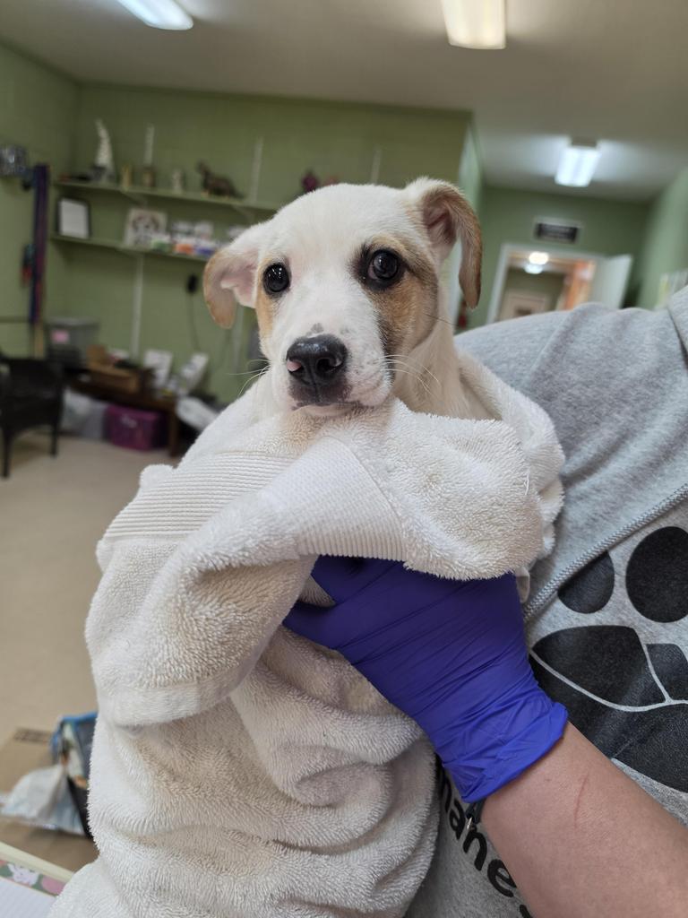 Texie, Adoptable, Puppy Female Australian Shepherd.