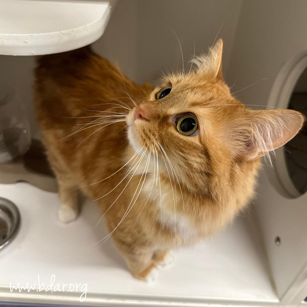 Mrs. Grinch, Adoptable, Adult Female Domestic Long Hair.