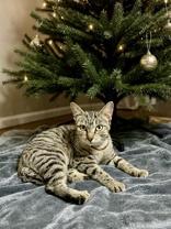 Enlarge Patsy, a ADOPTABLE mixed breed in Englewood, FL image 2/2