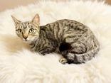 Patsy, ADOPTABLE, Young Female Domestic Short Hair.