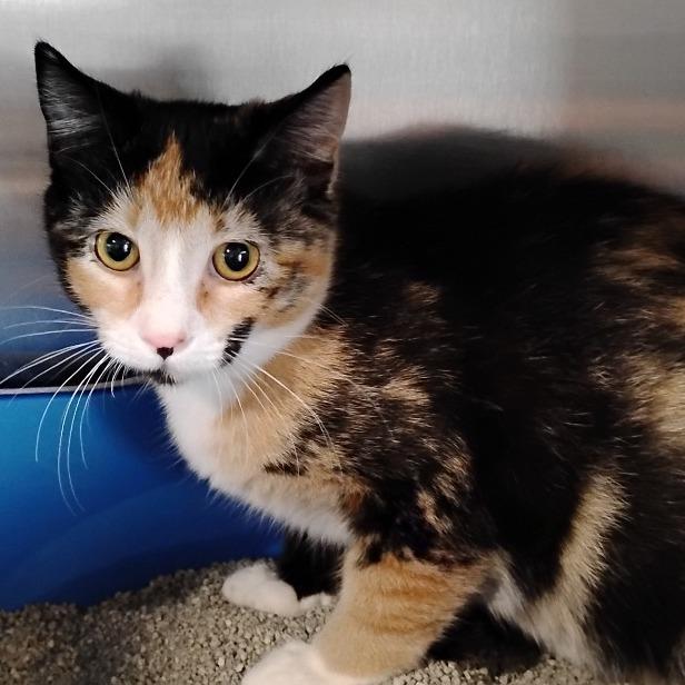 Enlarge Reeses, a Adoptable Domestic Short Hair in Cedaredge, CO image 1/4