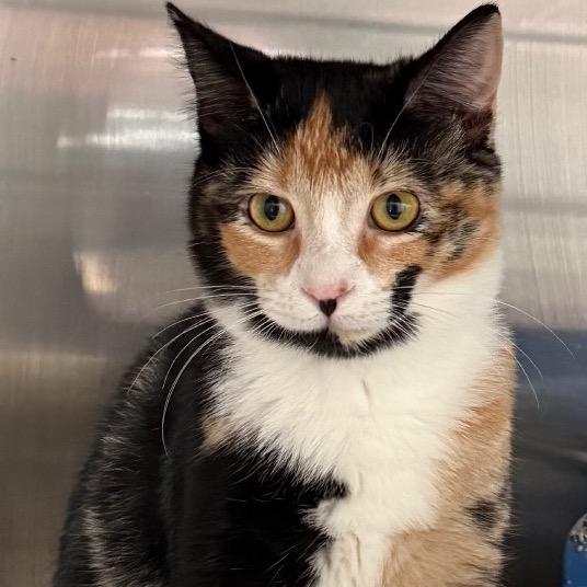 Enlarge Reeses, a Adoptable Domestic Short Hair in Cedaredge, CO image 2/4