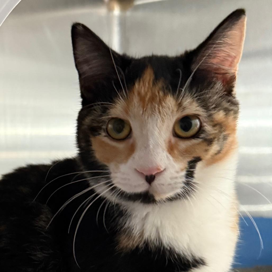 Enlarge Reeses, a Adoptable Domestic Short Hair in Cedaredge, CO image 3/4