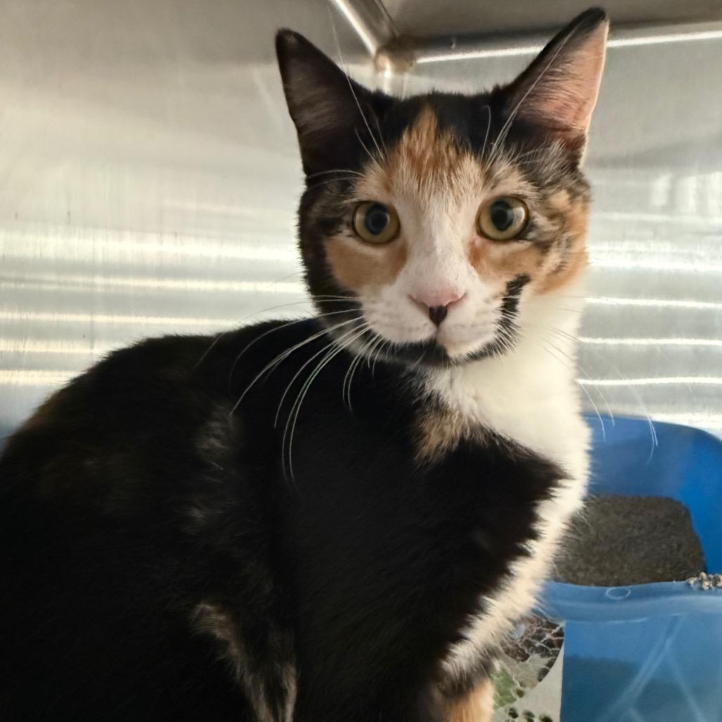 Enlarge Reeses, a Adoptable Domestic Short Hair in Cedaredge, CO image 4/4