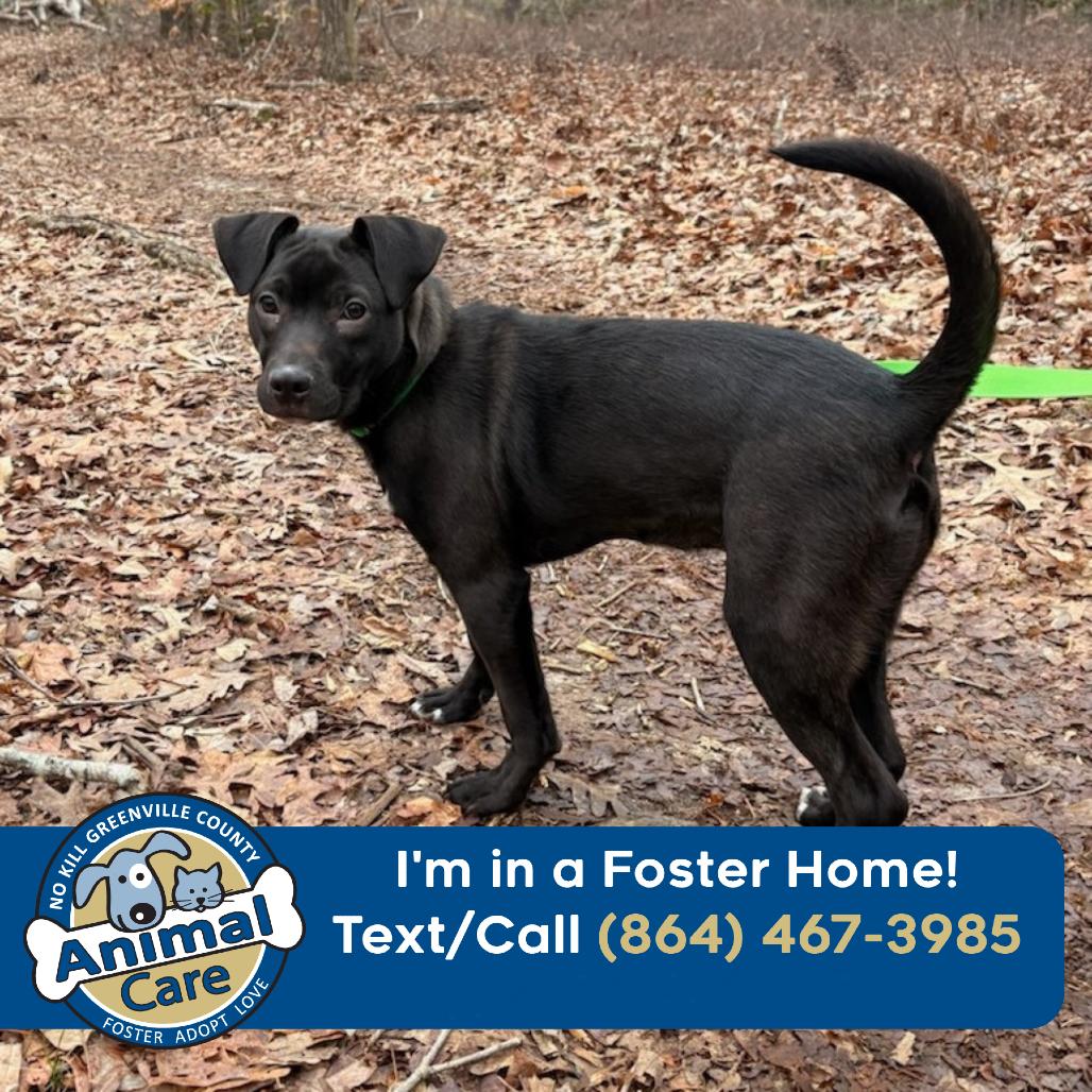 Poe, Adoptable, Young Male American Staffordshire Terrier.